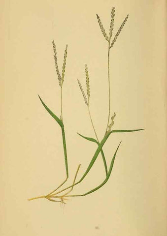 Reproducción/Reproduction 6869588781: A natural history of British grasses.. London,Groombridge,1858.
