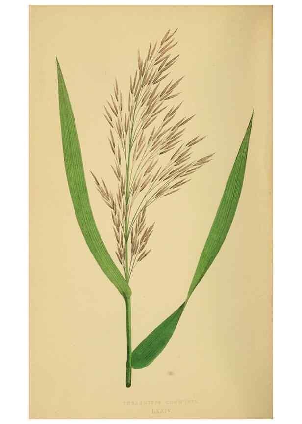 Reproducción/Reproduction 6869589635: A natural history of British grasses.. London,Groombridge,1858.