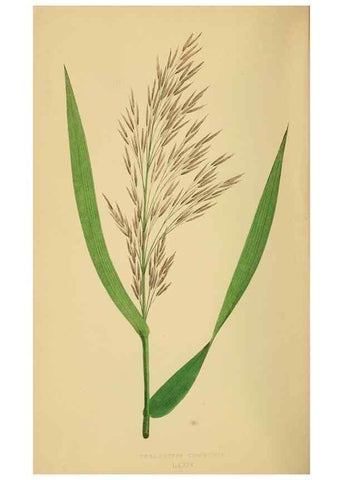 Reproducción/Reproduction 6869589635: A natural history of British grasses.. London,Groombridge,1858.