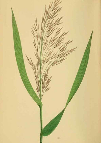 Reproducción/Reproduction 6869589635: A natural history of British grasses.. London,Groombridge,1858.
