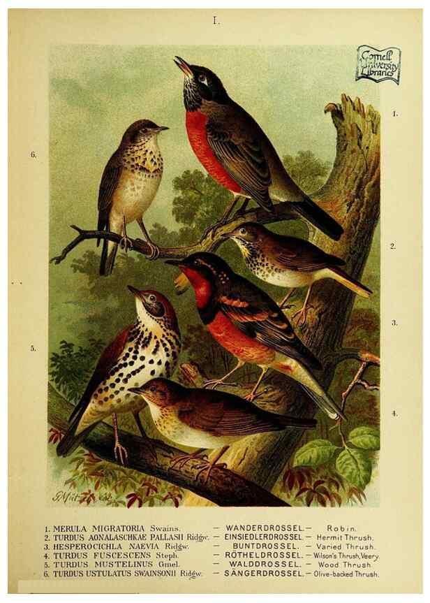 Reproducción/Reproduction 6916113551: Our native birds of song and beauty,. Milwaukee,G. Brumder,1893-96.