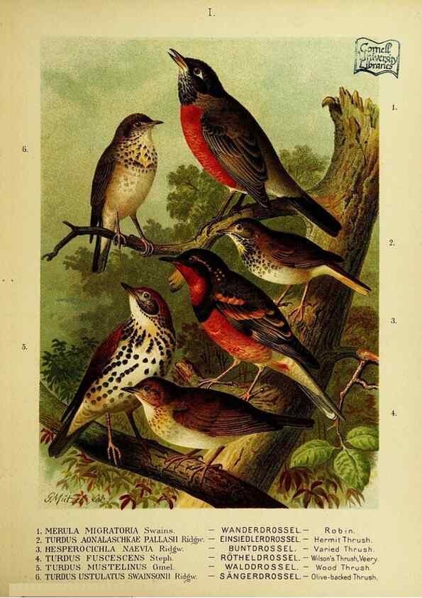 Reproducción/Reproduction 6916113551: Our native birds of song and beauty,. Milwaukee,G. Brumder,1893-96.