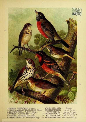 Reproducción/Reproduction 6916113551: Our native birds of song and beauty,. Milwaukee,G. Brumder,1893-96.