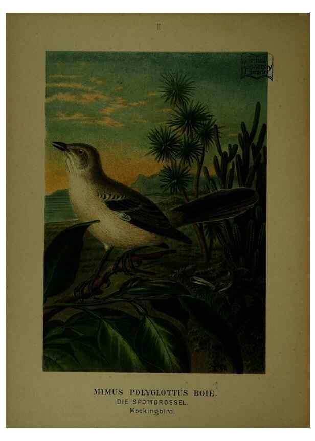 Reproducción/Reproduction 6916114543: Our native birds of song and beauty,. Milwaukee,G. Brumder,1893-96.