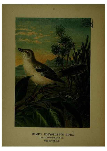 Reproducción/Reproduction 6916114543: Our native birds of song and beauty,. Milwaukee,G. Brumder,1893-96.