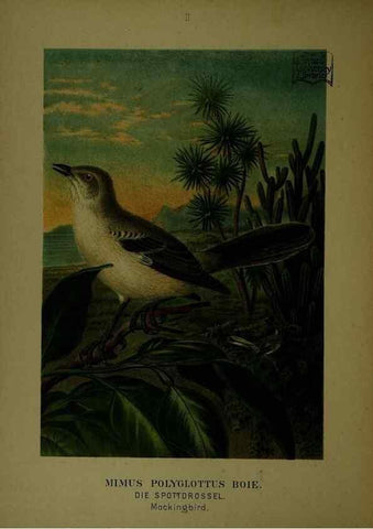 Reproducción/Reproduction 6916114543: Our native birds of song and beauty,. Milwaukee,G. Brumder,1893-96.