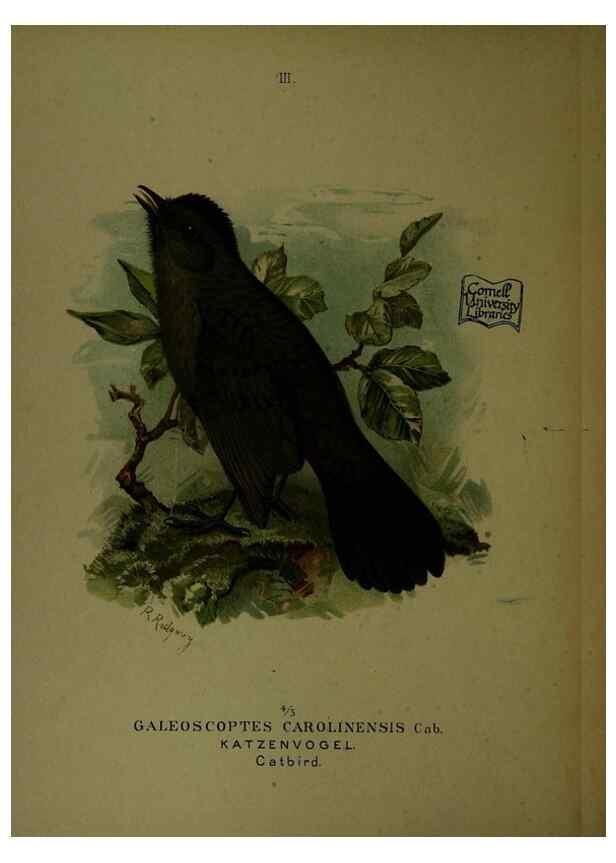 Reproducción/Reproduction 6916115145: Our native birds of song and beauty,. Milwaukee,G. Brumder,1893-96.