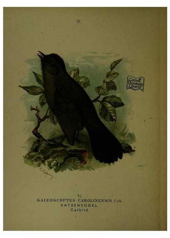 Reproducción/Reproduction 6916115145: Our native birds of song and beauty,. Milwaukee,G. Brumder,1893-96.