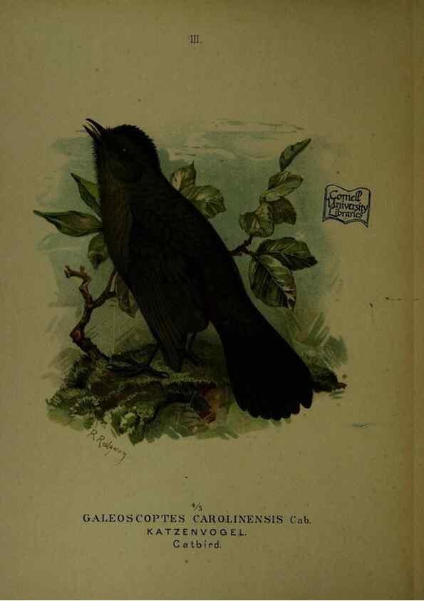 Reproducción/Reproduction 6916115145: Our native birds of song and beauty,. Milwaukee,G. Brumder,1893-96.