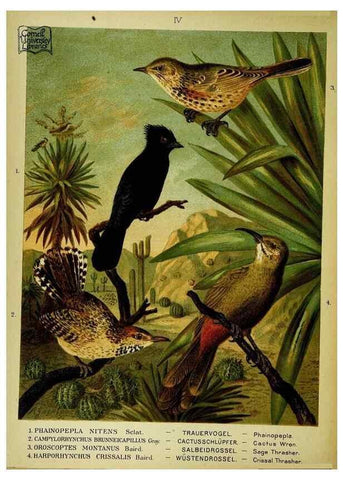 Reproducción/Reproduction 6916115745: Our native birds of song and beauty,. Milwaukee,G. Brumder,1893-96.