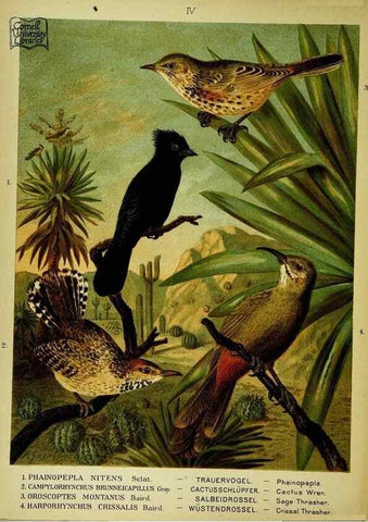 Reproducción/Reproduction 6916115745: Our native birds of song and beauty,. Milwaukee,G. Brumder,1893-96.