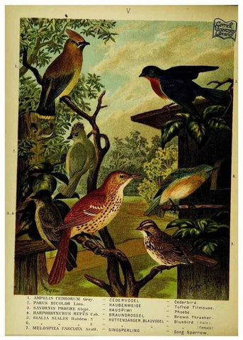 Reproducción/Reproduction 6916116557: Our native birds of song and beauty,. Milwaukee,G. Brumder,1893-96.