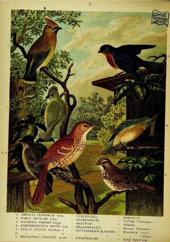 Reproducción/Reproduction 6916116557: Our native birds of song and beauty,. Milwaukee,G. Brumder,1893-96.