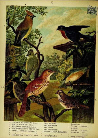Reproducción/Reproduction 6916116557: Our native birds of song and beauty,. Milwaukee,G. Brumder,1893-96.