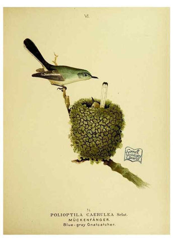 Reproducción/Reproduction 6916117025: Our native birds of song and beauty,. Milwaukee,G. Brumder,1893-96.