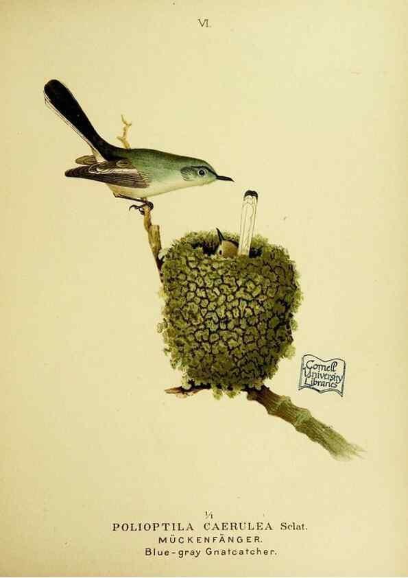 Reproducción/Reproduction 6916117025: Our native birds of song and beauty,. Milwaukee,G. Brumder,1893-96.