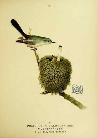 Reproducción/Reproduction 6916117025: Our native birds of song and beauty,. Milwaukee,G. Brumder,1893-96.