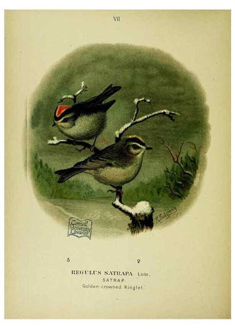 Reproducción/Reproduction 6916117675: Our native birds of song and beauty,. Milwaukee,G. Brumder,1893-96.