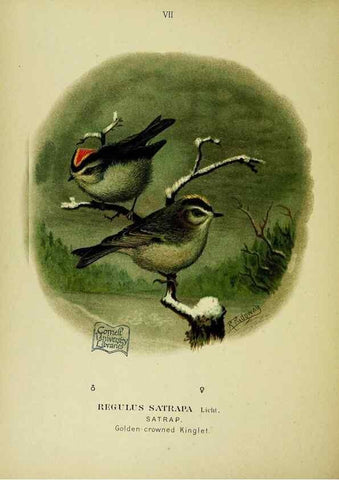 Reproducción/Reproduction 6916117675: Our native birds of song and beauty,. Milwaukee,G. Brumder,1893-96.