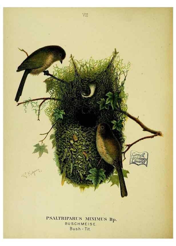 Reproducción/Reproduction 6916118207: Our native birds of song and beauty,. Milwaukee,G. Brumder,1893-96.