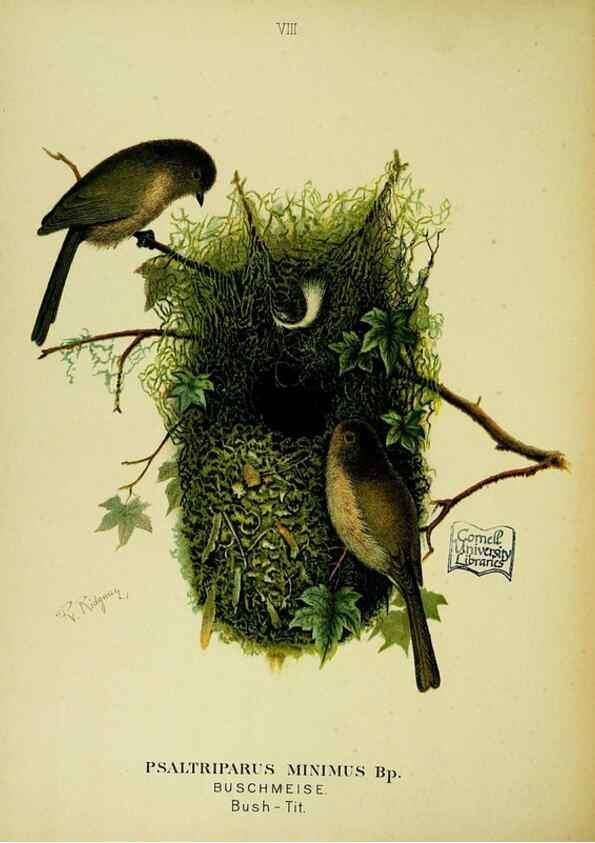 Reproducción/Reproduction 6916118207: Our native birds of song and beauty,. Milwaukee,G. Brumder,1893-96.