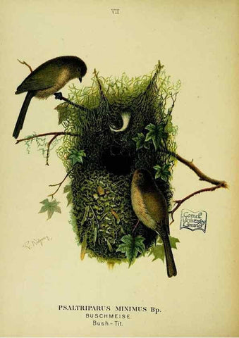 Reproducción/Reproduction 6916118207: Our native birds of song and beauty,. Milwaukee,G. Brumder,1893-96.