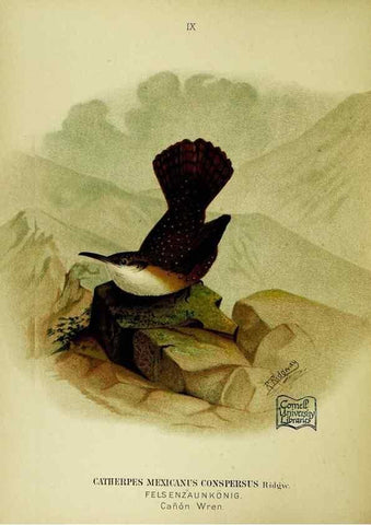 Reproducción/Reproduction 6916118981: Our native birds of song and beauty,. Milwaukee,G. Brumder,1893-96.