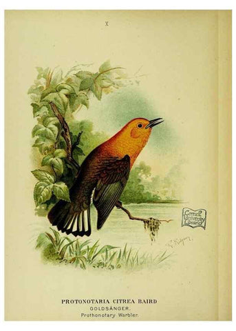 Reproducción/Reproduction 6916119877: Our native birds of song and beauty,. Milwaukee,G. Brumder,1893-96.