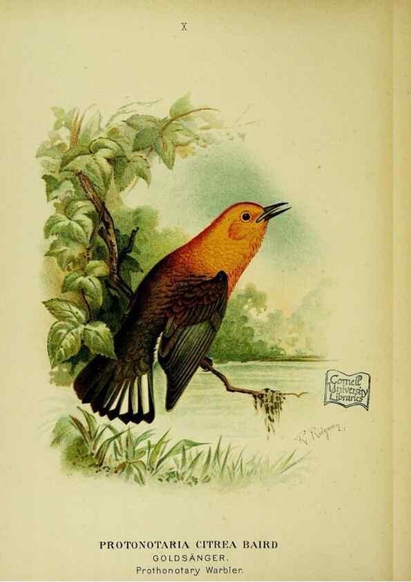 Reproducción/Reproduction 6916119877: Our native birds of song and beauty,. Milwaukee,G. Brumder,1893-96.