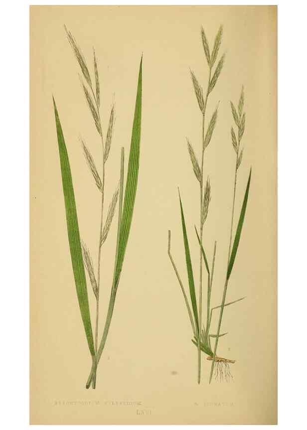 Reproducción/Reproduction 6869584825: A natural history of British grasses.. London,Groombridge,1858.