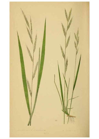 Reproducción/Reproduction 6869584825: A natural history of British grasses.. London,Groombridge,1858.