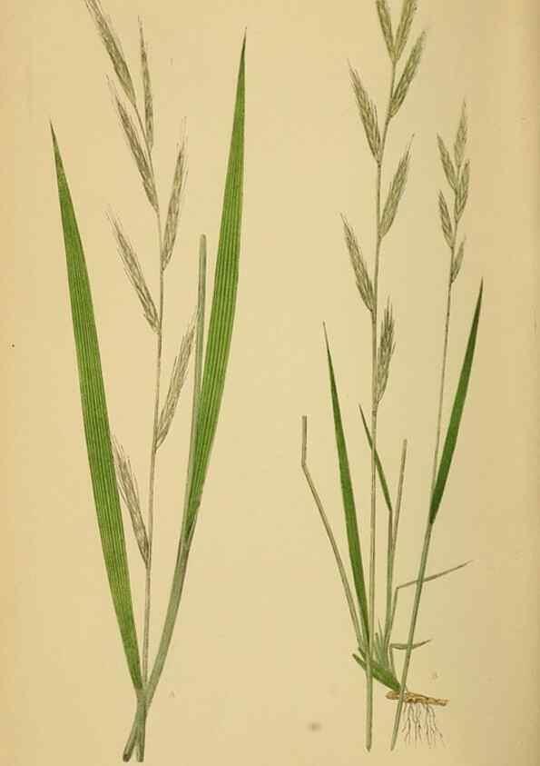 Reproducción/Reproduction 6869584825: A natural history of British grasses.. London,Groombridge,1858.
