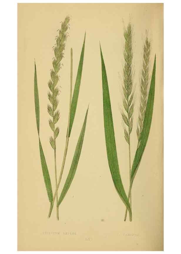 Reproducción/Reproduction 6869583945: A natural history of British grasses.. London,Groombridge,1858.