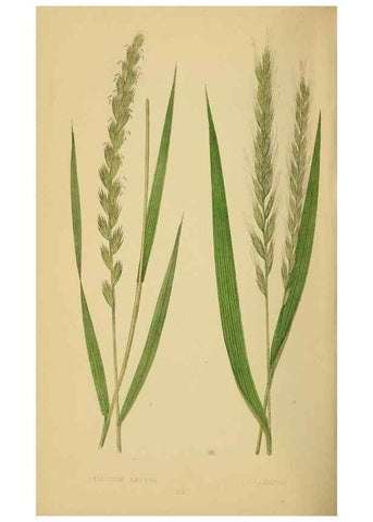 Reproducción/Reproduction 6869583945: A natural history of British grasses.. London,Groombridge,1858.