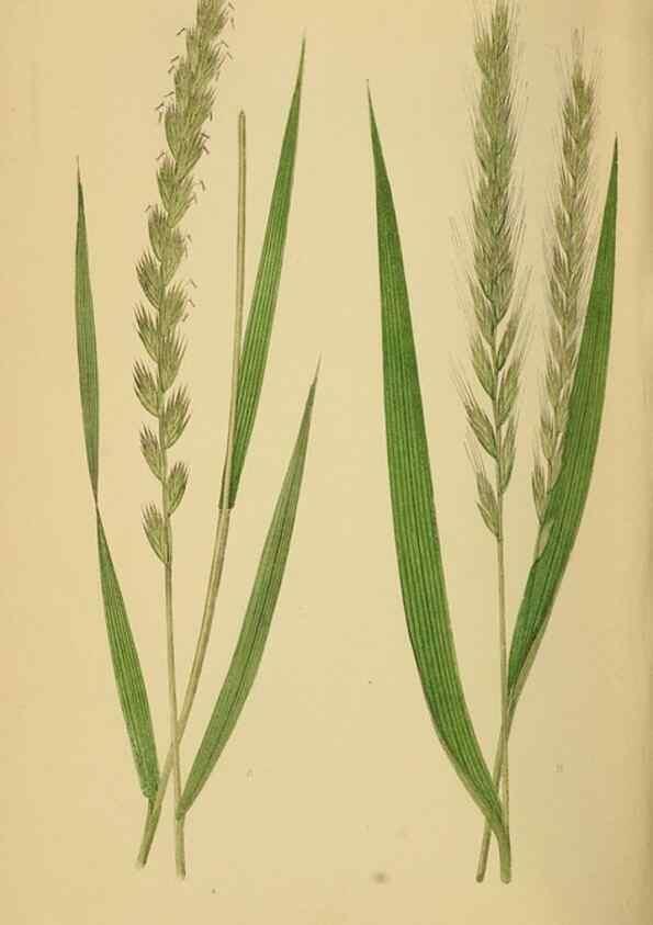 Reproducción/Reproduction 6869583945: A natural history of British grasses.. London,Groombridge,1858.