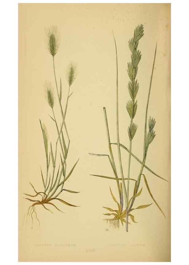 Reproducción/Reproduction 6869583045: A natural history of British grasses.. London,Groombridge,1858.