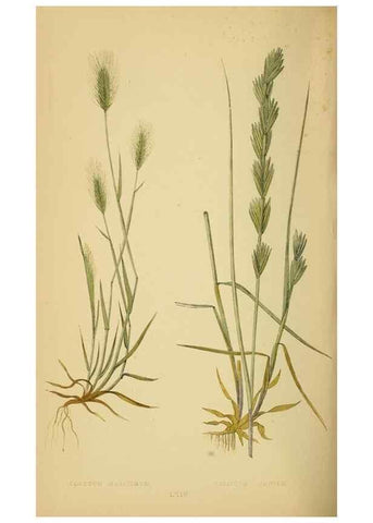 Reproducción/Reproduction 6869583045: A natural history of British grasses.. London,Groombridge,1858.
