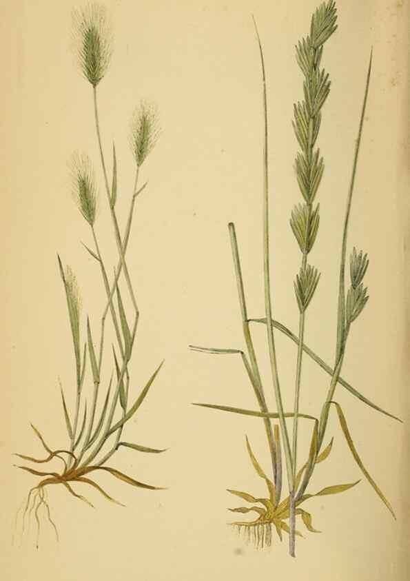 Reproducción/Reproduction 6869583045: A natural history of British grasses.. London,Groombridge,1858.