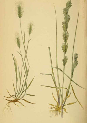Reproducción/Reproduction 6869583045: A natural history of British grasses.. London,Groombridge,1858.
