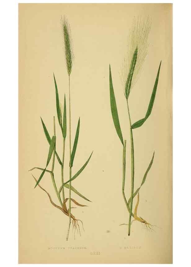 Reproducción/Reproduction 6869582307: A natural history of British grasses.. London,Groombridge,1858.