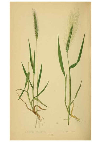 Reproducción/Reproduction 6869582307: A natural history of British grasses.. London,Groombridge,1858.