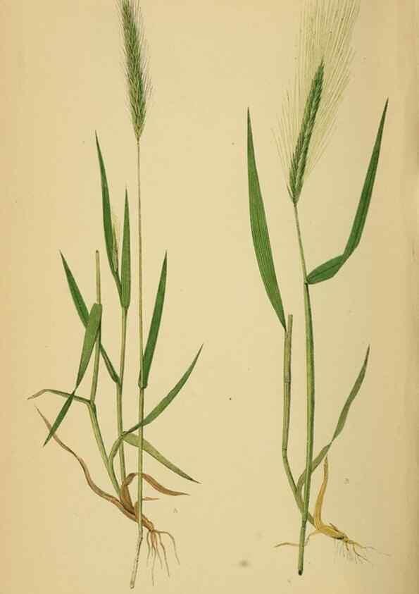 Reproducción/Reproduction 6869582307: A natural history of British grasses.. London,Groombridge,1858.