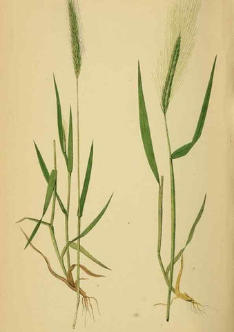 Reproducción/Reproduction 6869582307: A natural history of British grasses.. London,Groombridge,1858.