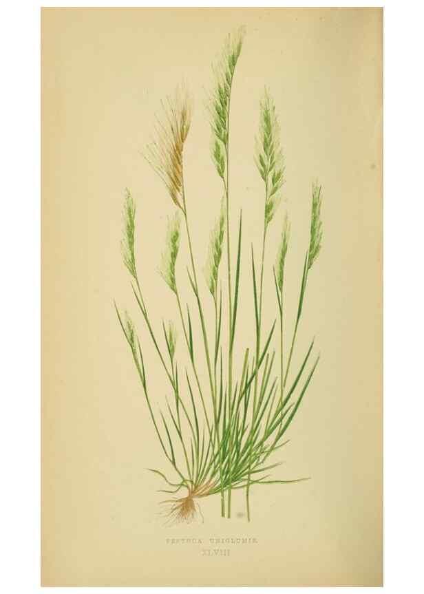 Reproducción/Reproduction 6869568711: A natural history of British grasses.. London,Groombridge,1858.