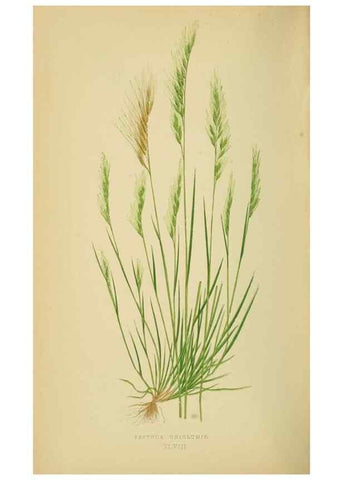 Reproducción/Reproduction 6869568711: A natural history of British grasses.. London,Groombridge,1858.