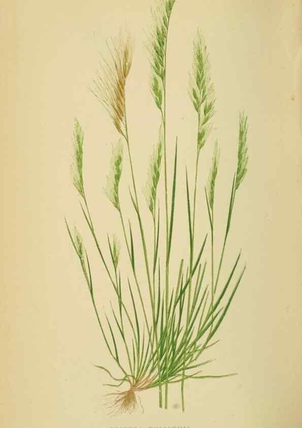 Reproducción/Reproduction 6869568711: A natural history of British grasses.. London,Groombridge,1858.