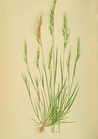 Reproducción/Reproduction 6869568711: A natural history of British grasses.. London,Groombridge,1858.
