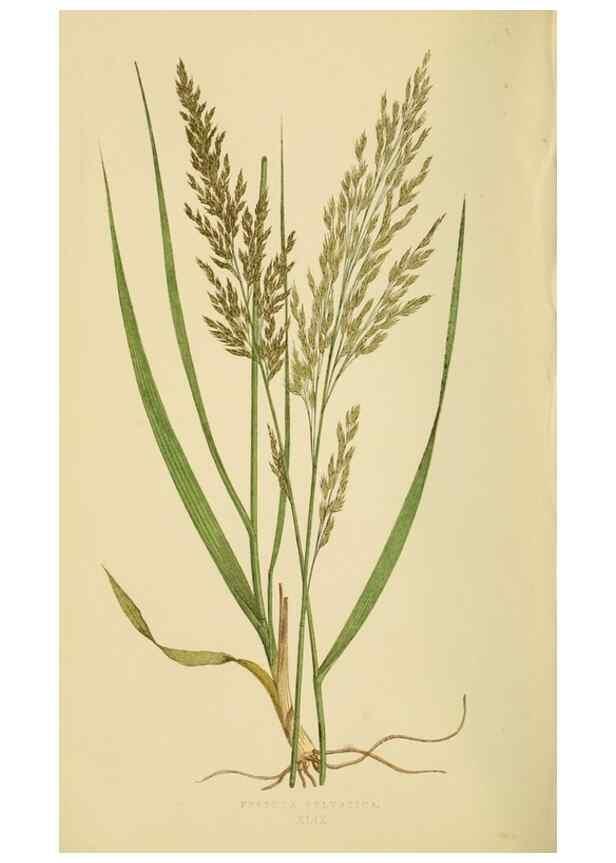 Reproducción/Reproduction 6869569449: A natural history of British grasses.. London,Groombridge,1858.