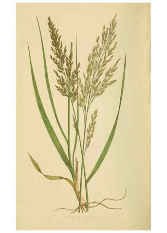 Reproducción/Reproduction 6869569449: A natural history of British grasses.. London,Groombridge,1858.