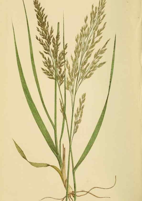 Reproducción/Reproduction 6869569449: A natural history of British grasses.. London,Groombridge,1858.